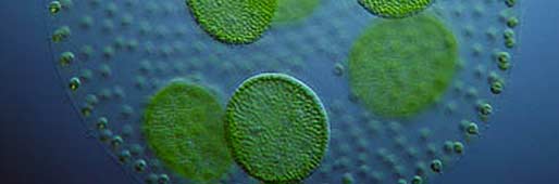 Photo of microscopic algae